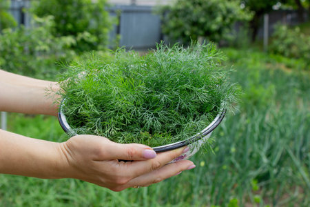 woman harvests dill, holds a bowl with dill in her hands. Selective focus.の写真素材