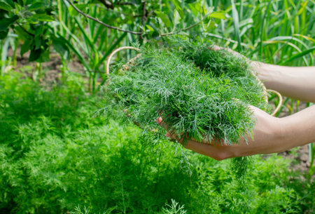 woman harvests dill, holds a bowl with dill in her hands. Selective focus.の写真素材