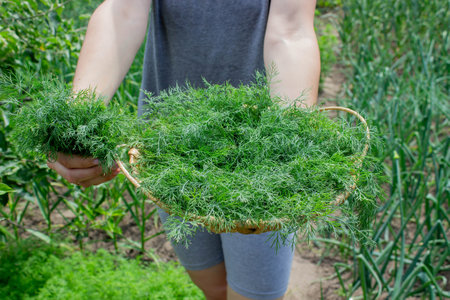 woman harvests dill, holds a bowl with dill in her hands. Selective focus.の写真素材