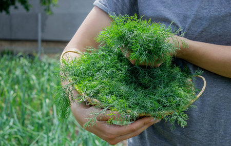 woman harvests dill, holds a bowl with dill in her hands. Selective focus.の写真素材