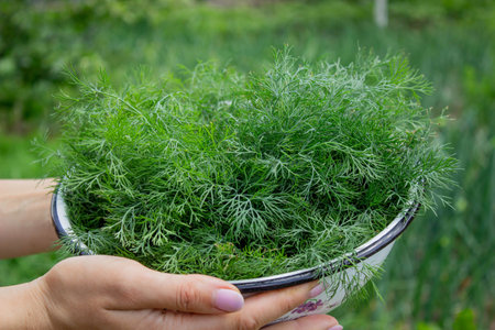 woman harvests dill, holds a bowl with dill in her hands. Selective focus.の写真素材