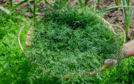woman harvests dill, holds a bowl with dill in her hands. Selective focus.の写真素材
