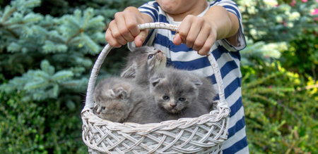 A boy is holding a basket of kittens. Selective focus.の写真素材