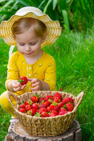 Child eating strawberries in the garden. Strawberries in a basket on a stump.の写真素材
