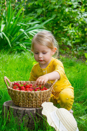 Child eating strawberries in the garden. Strawberries in a basket on a stump.の写真素材