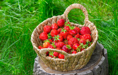 Strawberries in a basket on a stump against a garden background.の写真素材