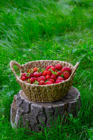 Strawberries in a basket on a stump against a garden background.の写真素材