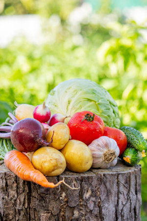 Fresh Organic Vegetables Harvested from the Garden.