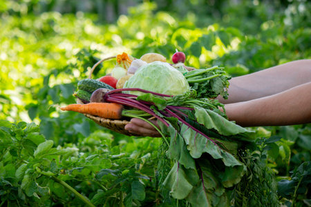 Basket of Fresh Organic Vegetables Harvested from the Garden.