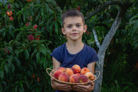 Boy in the garden with a basket of peaches in his hands. Peaches in the garden.の写真素材