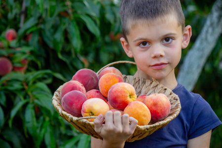 Boy in the garden with a basket of peaches in his hands. Peaches in the garden.の写真素材