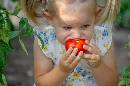 little girl eating tomatoes in the greenhouse.homegrown vegetables. child.の写真素材