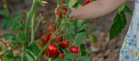 little girl eating tomatoes in the greenhouse.homegrown vegetables. child.