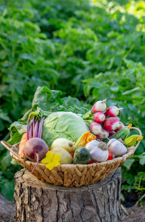 Fresh Organic Vegetables in Basket.の写真素材