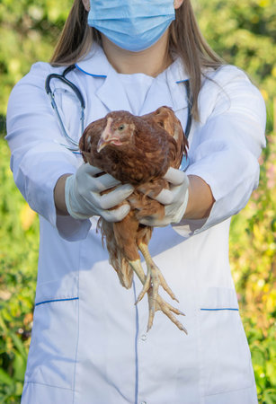 Veterinarian Examining Chicken Outdoors. Selective focusの写真素材