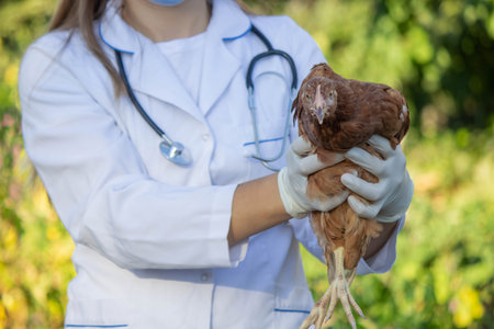 Veterinarian Examining Chicken Outdoors. Selective focusの写真素材