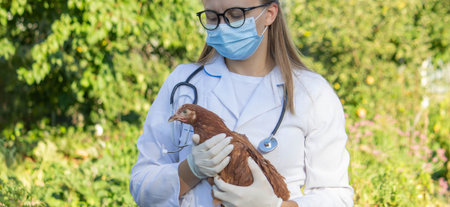 Veterinarian Examining Chicken Outdoors. Selective focusの写真素材