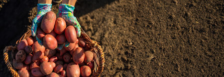 Woman farmer harvests potatoes in a wicker basket. Harvest.の写真素材