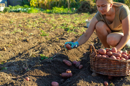 Woman farmer harvests potatoes in a wicker basket. Harvest.の写真素材