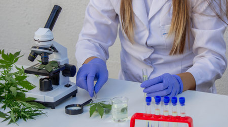 Scientist analyzing cannabis leaf in laboratory.