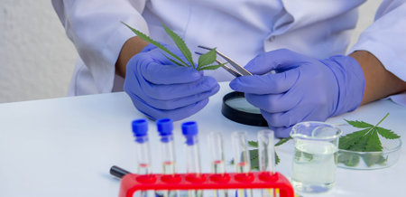 Scientist analyzing cannabis leaf in laboratory.
