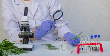 Scientist analyzing cannabis leaf in laboratory.