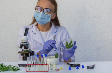 Laboratory research of cannabis leaves with microscope.