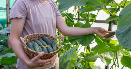 Woman harvesting cucumbers, cucumbers in hands. Selective focus.の写真素材