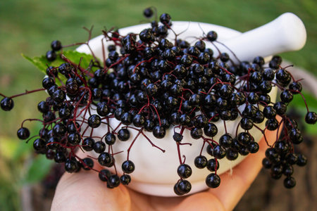 Elderberries for natural medicines in a mortar. Immunity.の写真素材