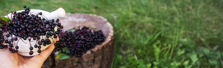 Elderberries for natural medicines in a mortar. Immunity.