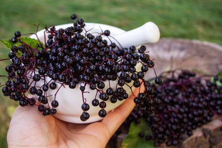 Elderberries for natural medicines in a mortar. Immunity.