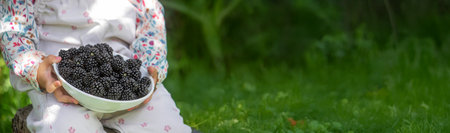 Little girl eating blackberries in the garden. A real taste of summer.の写真素材