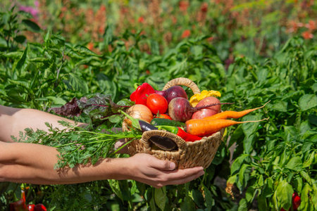 Farmer Holding a Wicker Basket Full of Fresh Organic Harvested Vegetables.の写真素材