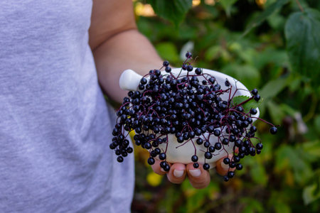 Woman's hands holding elderberry: berries, syrup and capsules. Healthy nutritionの写真素材
