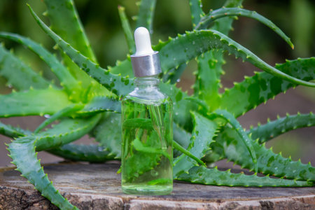 Aloe Vera Serum: Natural green cosmetic product bottle with dropper against the plantの写真素材
