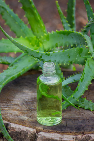 Aloe Vera Serum: Natural green cosmetic product bottle with dropper against the plantの写真素材
