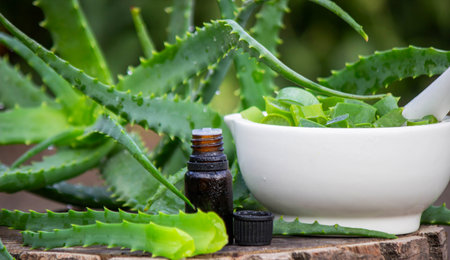 Aloe Vera Home Remedy: Preparation of medicine with leaves in a mortar and essential oilの写真素材