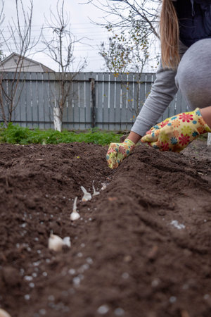 Planting garlic: A hand in a gardening glove sowing cloves into prepared garden soil.