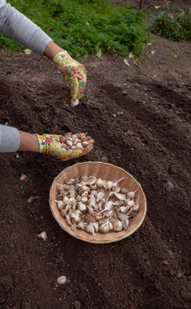 Planting garlic: A hand in a gardening glove sowing cloves into prepared garden soil.の写真素材
