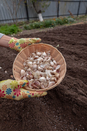 Gardener in floral gloves holding a basket of garlic cloves over a prepared garden bed.の写真素材