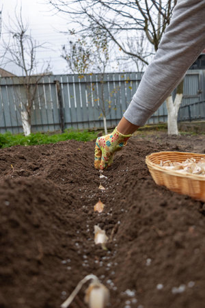 Planting garlic: A hand in a gardening glove sowing cloves into prepared garden soil.