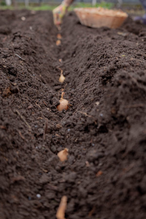 Planting onion sets: Hand in a floral glove sowing small onion bulbs into garden soil.
