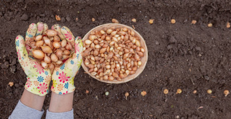 Pile of onion sets in cupped hands wearing bright gardening gloves against soil background.の写真素材