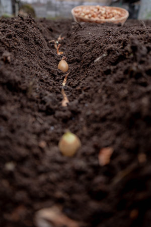 Planting winter onion: small bulbs in the furrow of prepared.の写真素材