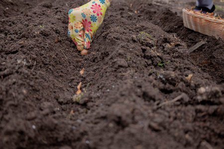 Planting onion sets: Hand in a floral glove sowing small onion bulbs into garden soil.の写真素材