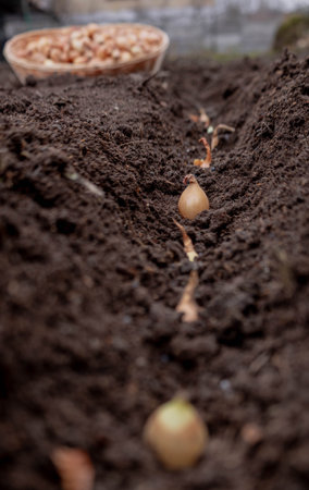 Planting winter onion: small bulbs in the furrow of prepared.の写真素材