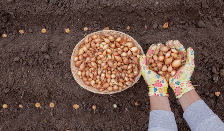 Pile of onion sets in cupped hands wearing bright gardening gloves against soil background.の写真素材