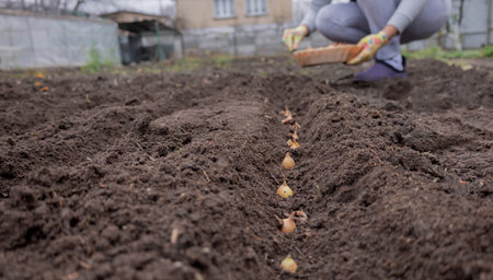 Planting onion sets: Hand in a floral glove sowing small onion bulbs into garden soil.の写真素材