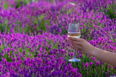 Woman in white dress at picnic in lavender field holding a glass.の写真素材