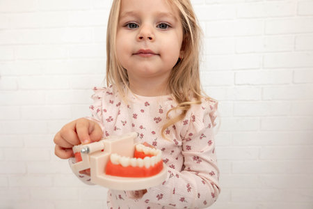 Little girl holding a plastic jaw model, learning about tooth structure.